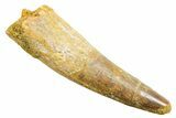 Fossil Spinosaurus Tooth - Real Dinosaur Tooth #362842-1